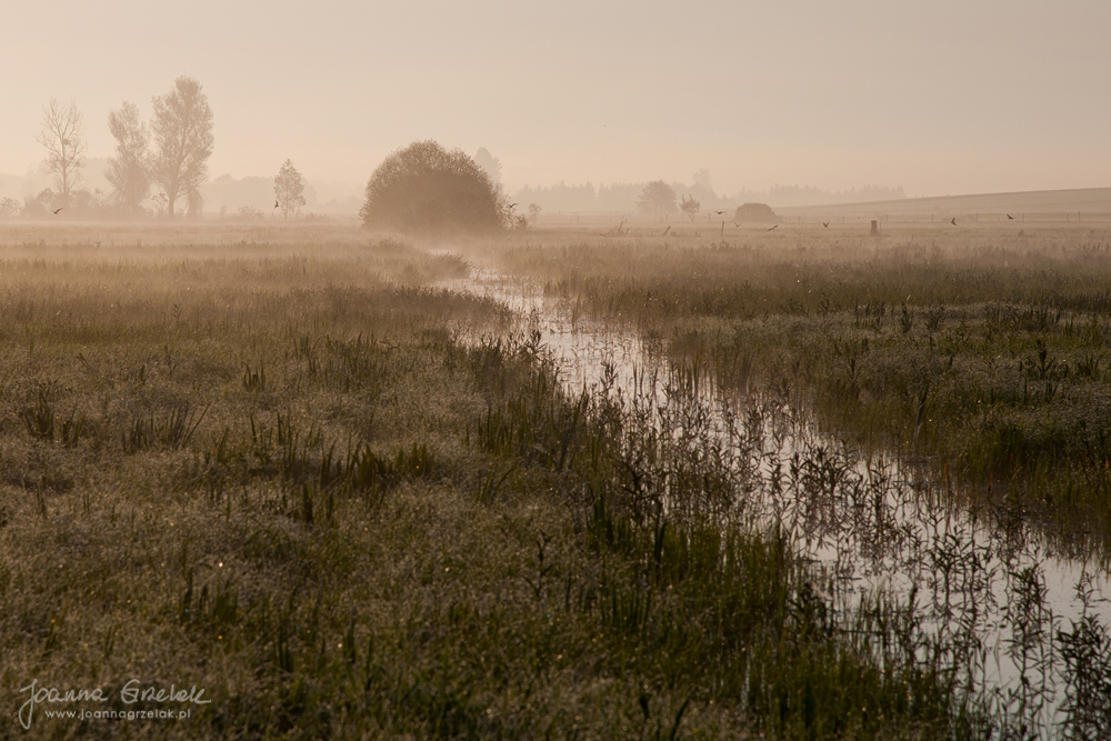 022_Biebrza - maj 2013.jpg